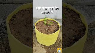 Grow bag  home made grow baig  grow bag kaise banaye  growbag plants homegarden [upl. by Eloken]