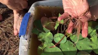 How to grow water lilies from seed  direct planting in a pond [upl. by Porush]