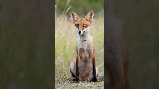 Natures Ultimate Tricksters and Survivors Foxes 🦊 [upl. by Notyalk]