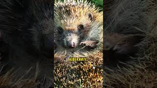 Explore Fascinating Creatures That Hibernate During Winter in this EyeOpening Video [upl. by Llemmart]