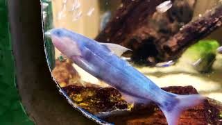 ブルーカンディル Whale CatfishViolet candiru Cetopsis coecutiens [upl. by Ita]