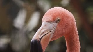 Why Are Flamingos Pink [upl. by Sucram]