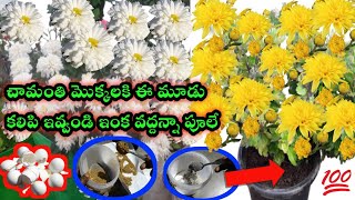 Chrysanthimum plant Care and FertilizerChamanthi mokkala pempakamచామంతి మొక్కలకి ఈ మూడు ఇవ్వండి [upl. by Dirtsa]