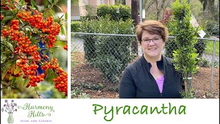 Training Pyracantha on a Chain Link Fence  ❤️🌿👩🏻‍🌾 [upl. by Agathy]