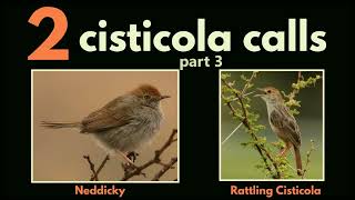 2 CISTICOLA CALLS  part 3 Neddicky and Rattling Cisticola calls [upl. by Etnahc411]