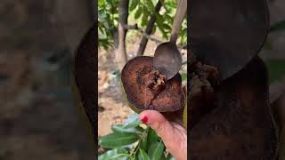 Buah blacksapote blacksapote [upl. by Nyra]