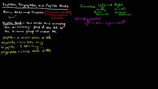 Amino Acids Part 5 of 5  Peptides Polypeptides and Peptide Bonds [upl. by Trotta]