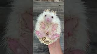 He is Have children hedgehoge animals hedgehoglife animalpictures cute cuteanimals pets [upl. by Liag]