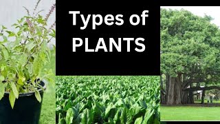 Types of Plants with definition and examples with picturesTypes of plants for kidstypesofplants [upl. by Quill]