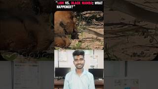 Lion Vs Black Mamba  Me Prince Viral Shorts Feed Video Sad Status meprince [upl. by Erl350]