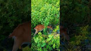 Goat Enjoying a Grass Buffet in the Open Field [upl. by Press838]