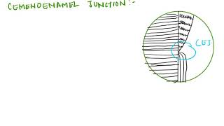 quotCEMENTUM CEMENTOENAMEL JUNCTIONquot CEMENTODENTINAL JUNCTION FOR BDS [upl. by Gnoh]