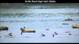 Große Brachvögel beim Baden  Curlews bathing  Numenius arquata 1080p HD [upl. by Autum894]