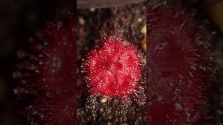 Drosera burmannii a carnivorous plant from Australia carnivorousplants sundew timelapse [upl. by Naut]