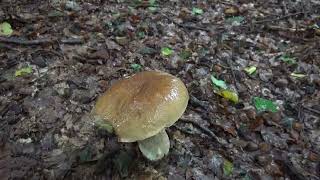 Discover the Fascinating World of Fungi [upl. by Carry]