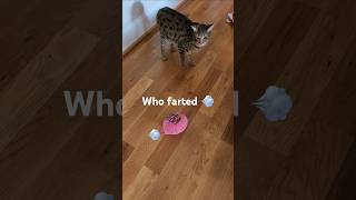 Cat verses whoopee cushion 🤦 cat afv funny [upl. by Nevaeh]