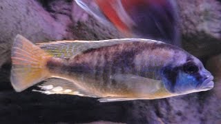 African Cichlid  Copadichromis Ivory Head Mloto Undu  Species Only Video [upl. by Lockwood258]