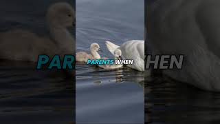 Swans Lifelong Mates and Protective Parents [upl. by Connors]