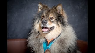 Finn  Finnish Lapphund  2 Weeks Residential Dog Training [upl. by Streeto]