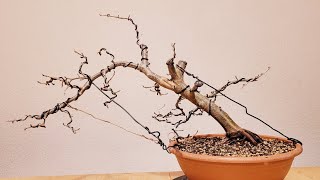 Bonsai Parrotia Persica Vanessa [upl. by Imim]