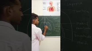 quotRespiratory System Diagram Explained A Visual Guide to Breathingquot [upl. by Kenweigh]