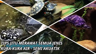 KURA KURA AIR  TRIK JITU MERAWAT KURA KURA SEMI AKUATIK UNTUK PEMULA [upl. by Cliffes878]