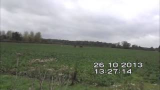 Waveney Harriers Kill  Raveningham Estate 26102013 [upl. by Letnahc442]