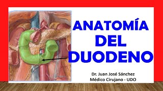 🥇 Anatomía del DUODENO Fácil Rápida y Sencilla [upl. by Aihsein463]