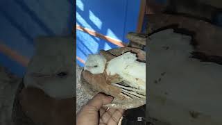 The hobby pigeon is deadpigeonpigeon pigeonbreed racerpigeon shortvideo kabutar racingpigeo [upl. by Ahsiym]