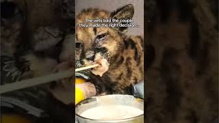 This mountain lion was saved and nourished back to health 🥺animals lion wholesome saved [upl. by Erimahs]