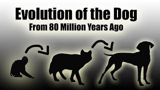 TIMELAPSE Evolution Of The Dog EVERY YEAR  80 Million Years In a Video HD [upl. by Laws]