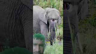 elephant nose problem rescuestatus elephant [upl. by Anaek]