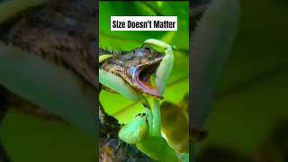 Predators vs Praying Mantis The Ultimate Showdown animals shorts [upl. by Yul348]