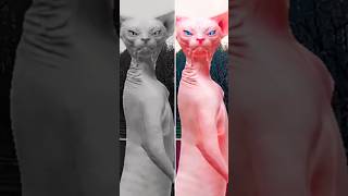 Cute 😻 cat 🐈 funny Dans meow shorts funny viral [upl. by Keemahs33]