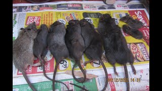 The Rat Trapper PART ONE 20th December 2023 RAT TRAPPING CHAT [upl. by Potash]