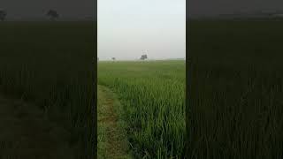 Angna dalani chahe suti kharihani kora chapk [upl. by Haym]