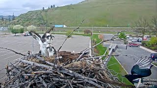 Blackbilled Magpie Investigates Hellgate Osprey Nest Gets Chased Away By Male – May 7 2024 [upl. by Edelsten]