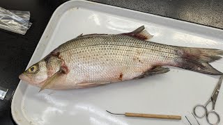 Large White Bass Otolith Extraction with Steps gone right then wrong then right [upl. by Prowel]