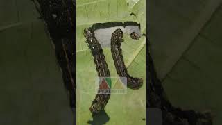 spodoptera litura atau ulat grayak dan insektisida endure pertanian ulat ulatgrayak pestisida [upl. by Ehcnalb105]