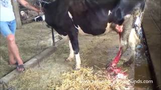 Veterinarian Treats Abscess in Dairy Cow Watch the process [upl. by Aras]