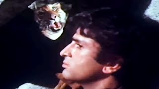 Shashi Kapoor on the hunt for tiger  Jaanwar Aur Insaan  Action Scene 315 [upl. by Ellennod467]