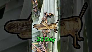 The locust is 23 day old locust animalhusbandry viralvideo shorts [upl. by Santiago]