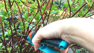 Tuinplanten snoeien Lavendel Hortensias Hebe en meer [upl. by Ameg]