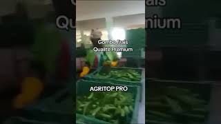 Gombo Frais Qualité Premium  AGRITOP PRO [upl. by Elahcim56]