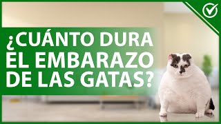 🐈 ¿Cuánto TIEMPO dura el EMBARAZO de las gatas  Gestación y cuidados 🐈 [upl. by Hgielhsa20]