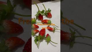 Ang tamis ng strawberries [upl. by Lizabeth752]