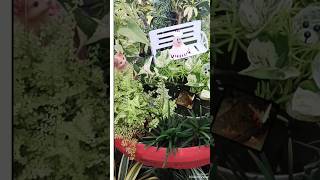 Mini garden ideas 😍shortsviral lushplants nature garden [upl. by Alvera640]