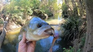 Have You Ever Seen A SQUIDGIE Soft Plastic Lure FISHED Like This Before [upl. by Berry]