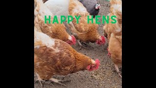 Best Food for Happy and Healthy Hens [upl. by Renmus]