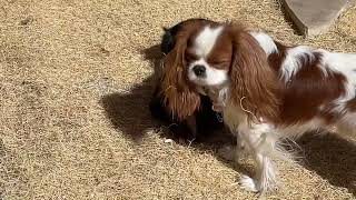 2 cute dogs enjoying a lazy sunny day [upl. by Gisela]